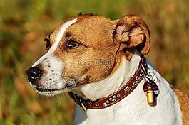 杰克羅素,小獵犬,狗