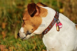 杰克羅素,小獵犬,狗