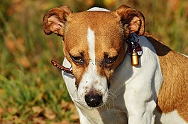 杰克羅素,小獵犬,狗