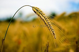 黑麥,谷物,小麥