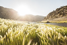 戶外,自然,景觀