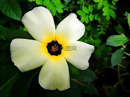花,花園,白色