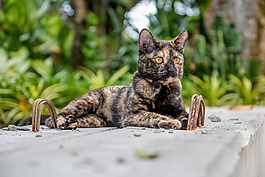 猫,泰国猫,公园