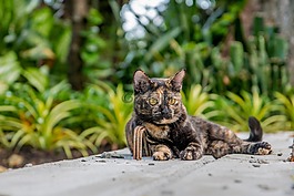 猫,泰国猫,公园