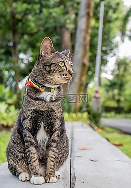 猫,泰国猫,公园