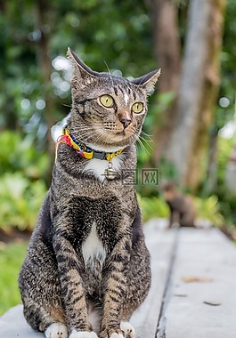 猫,泰国猫,公园