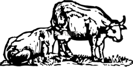 牛,公牛,農(nóng)場