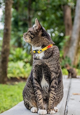 猫,泰国猫,公园