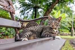 猫,泰国猫,公园