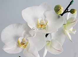 蘭花,花卉,鮮花