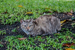 猫,泰国猫,公园
