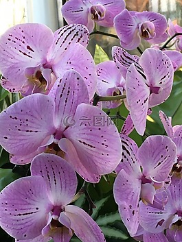 蘭花,紫色,花
