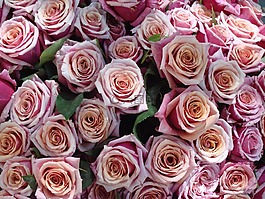 玫瑰,花束,愛
