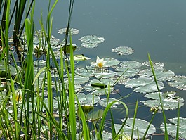 湖,鲜花,夏天