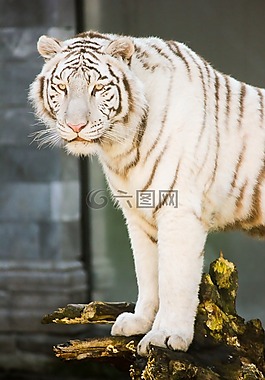 白虎,貓科動(dòng)物,動(dòng)物園