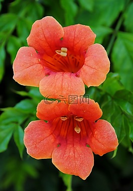 花卉,綻放,橙