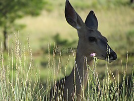 獐鹿,rehkopf,動物
