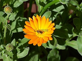 花,蜜蜂,花瓣
