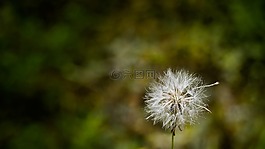 詳細,蒲公英,性質(zhì)