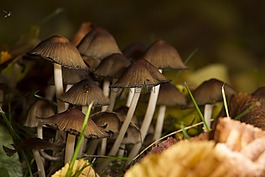 蘑菇,森林,秋季