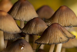 蘑菇,森林,秋季