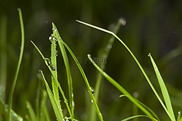 草,露水,滴