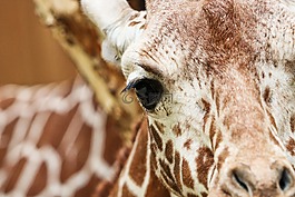 長頸鹿,網狀的長頸鹿,動物園
