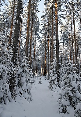 冬天,森林,雪