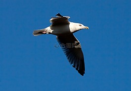 鷗,海鷗,鳥