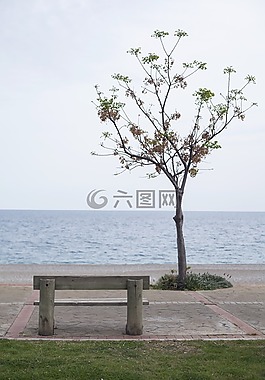 性質(zhì),樹,夏天