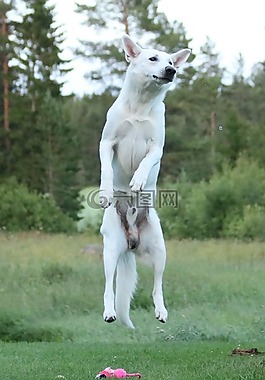 狗,狗跳,白色牧羊犬
