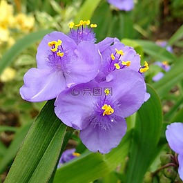 蜘蛛-麥芽汁,紫色,花