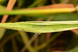 草,露水,morgentau