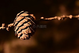 自來水,松果,關(guān)閉
