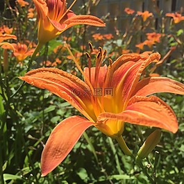 黃花菜,植物,花