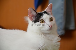 猫,白色的小猫,猫科动物
