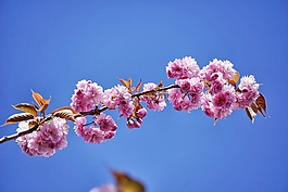 日本櫻花,樹,鮮花