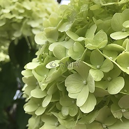 繡球,白,開花