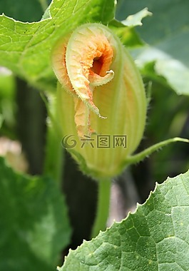 植物,花園,性質(zhì)