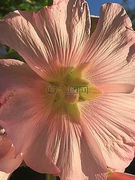 莖玫瑰,花卉,粉紅色