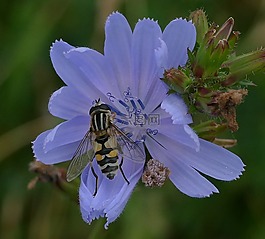 藍色,花卉,鮮花