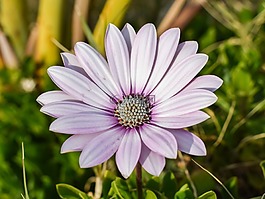 非洲雛菊,osteospermum,雛菊