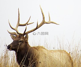 埃爾克,棕色,野生動物