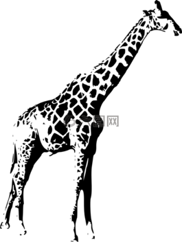 長(zhǎng)頸鹿,野生,動(dòng)物