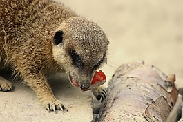 獴,食品,meercat