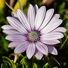 非洲雛菊,osteospermum,雛菊