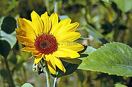 太陽花,花,開花