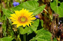 太陽花,花,開花