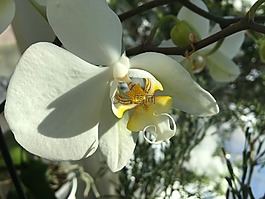 蘭花,開花,白