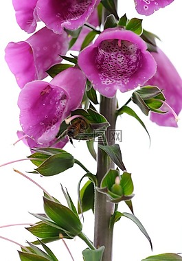 花,植物,鮮花